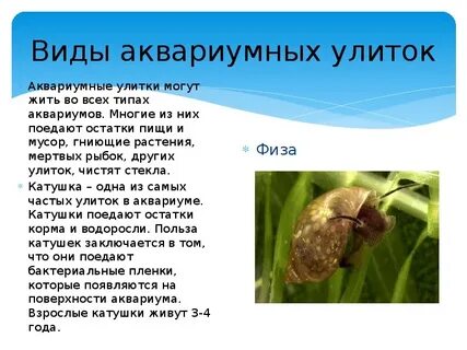 Продолжительность жизни улитки
