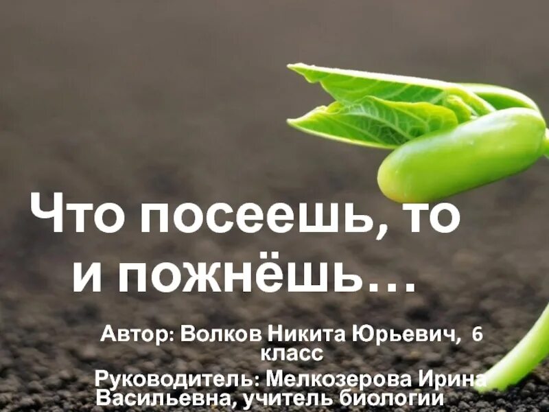 Что посеешь то. Что посеешь. то что посеешь то и пожнешь. что по сеял то и пожнешь. посеешь заботы пожнешь инициативу.