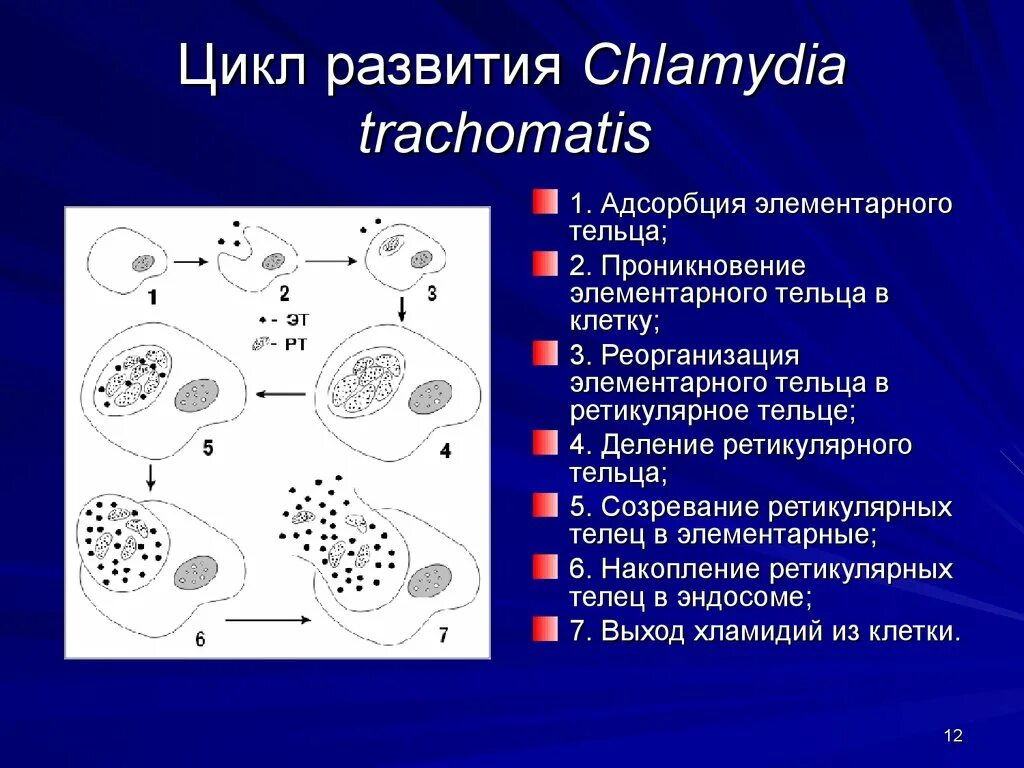 Chlamydia trachomatis микробиология. Жизненный цикл хламидии микробиология. Хламидии строение. Жизненный цикл микоплазмы.