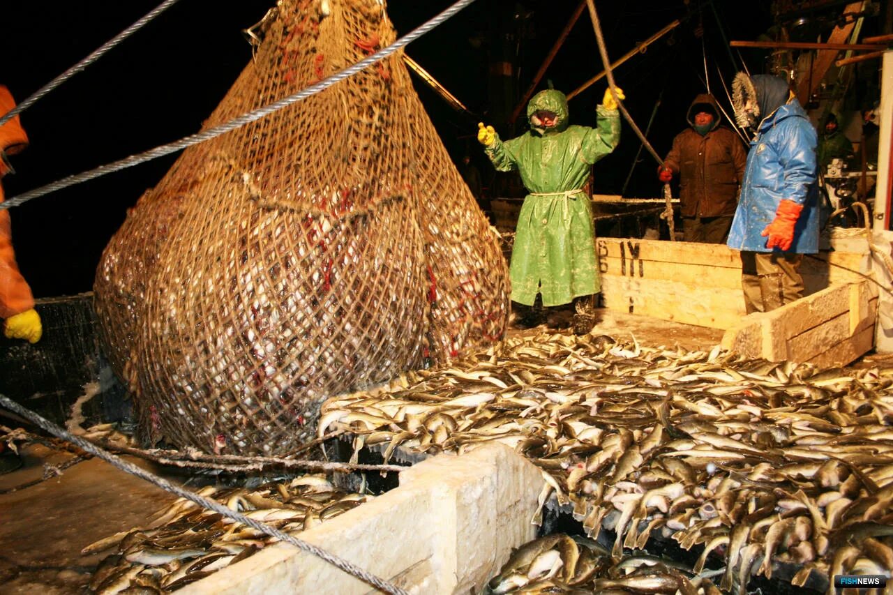 Где добыть рыбу. Добыча рыбы. Добыча рыбы на Камчатке. Копьё для добычи рыбы. Сахалин добыча рыбы.