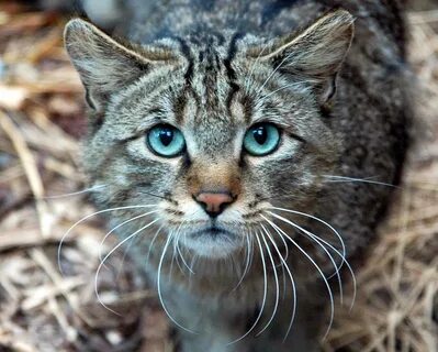 Трансельванские кошки