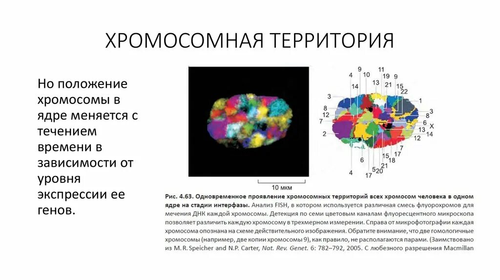 Процесс синтеза белка схема. Биологическое тестирование цитокинов. Этапы экспрессии генов эукариот. Этапы реализации генетической информации у эукариот. Экспрессия рецепторов это в медицине.