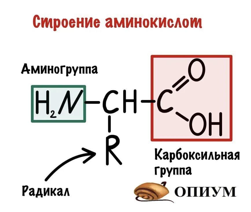Группа входящие в состав аминокислот. Строение аминокислот биохимия. Общая структура аминокислот. Схема строения молекулы аминокислоты. Строение аминокислот химия.