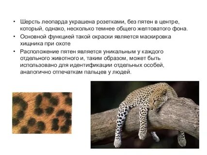 Почему считается что у леопарда нет серьезных