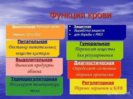 Обеспечивают защитную функцию