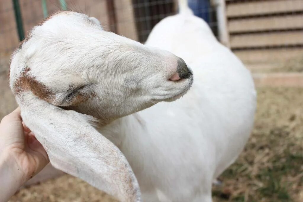 Сколько месяцев беременна коза