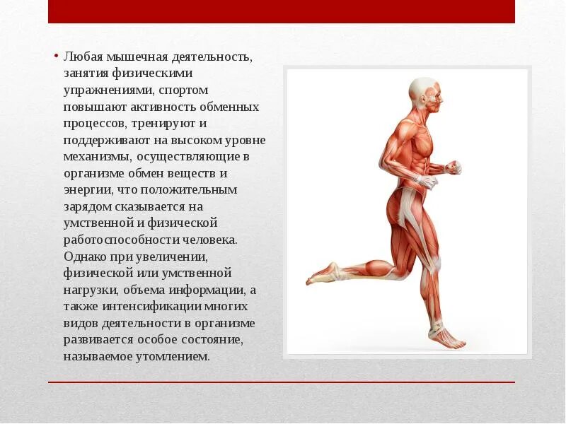 Способность мышцы. Мышечная деятельность. Активность мышц. Процесс мышечной деятельности. Физическая деятельность мышц.