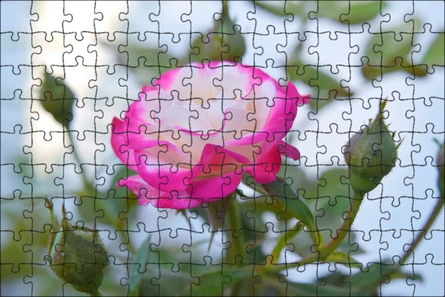 Rose Rosebud Bud - Free photo on Pixabay Rose buds, Blooming rose, Romantic pict
