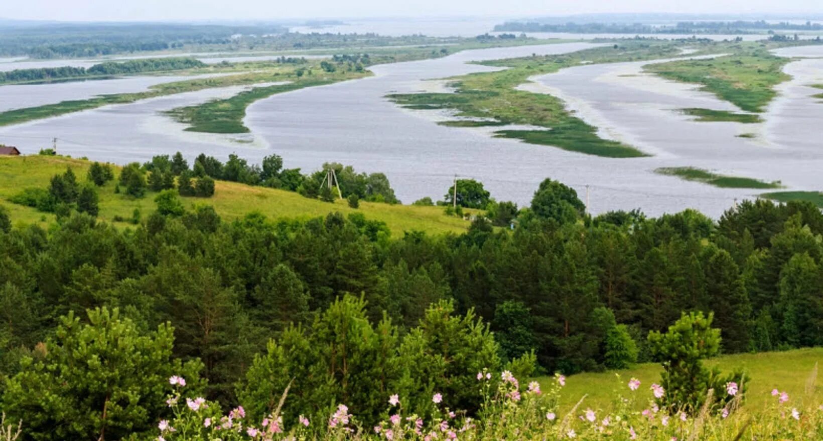 Река чепца глазов. Растительность реки нара. Река чепца в удмуртии. Растения реки чепца. Растения реки дема.