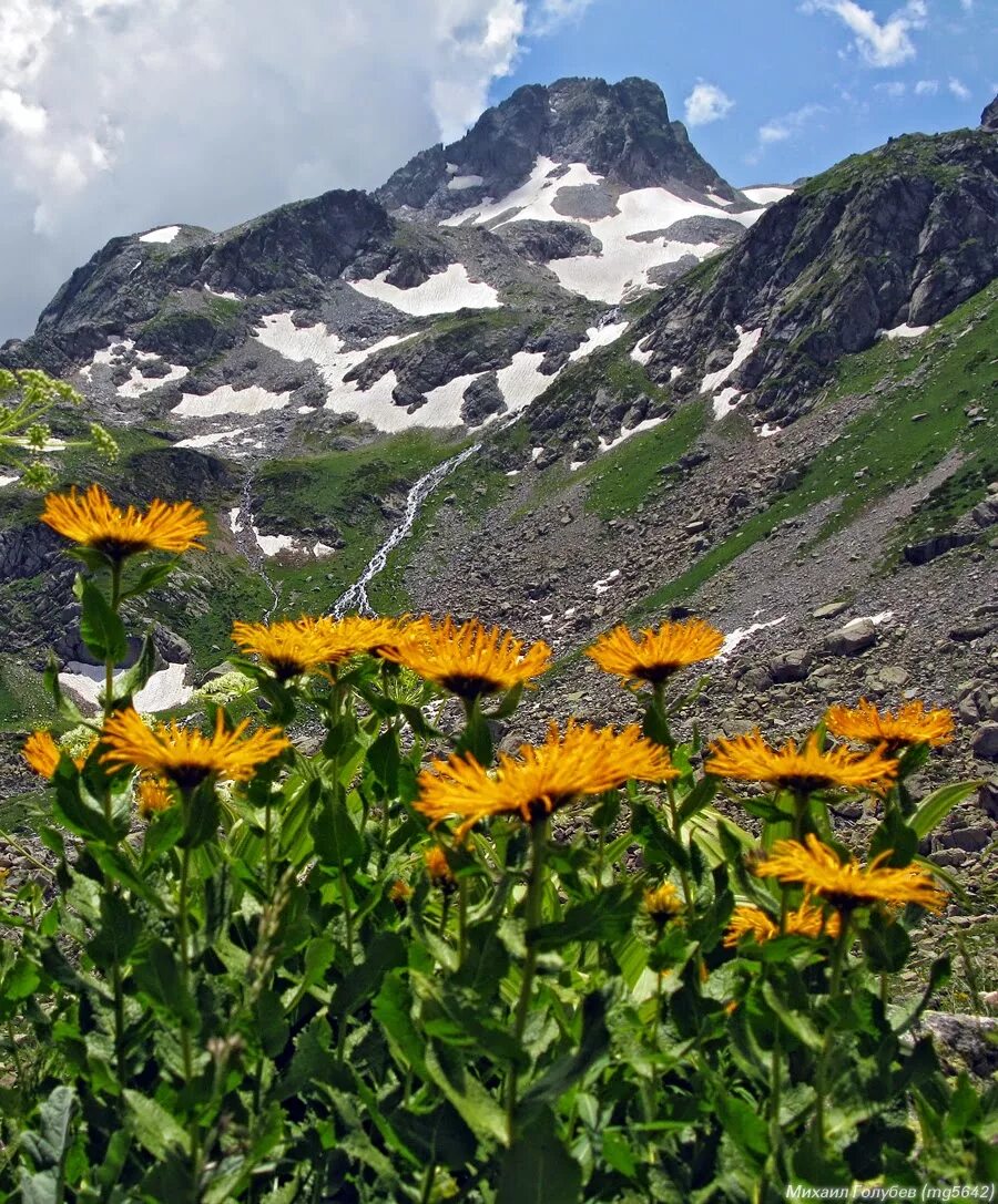 Северная осетия цветы. Горные Луга Приэльбрусья. Альпийские Луга КЧР. Альпийские Луга Приэльбрусья. Архыз Альпийские Луга.