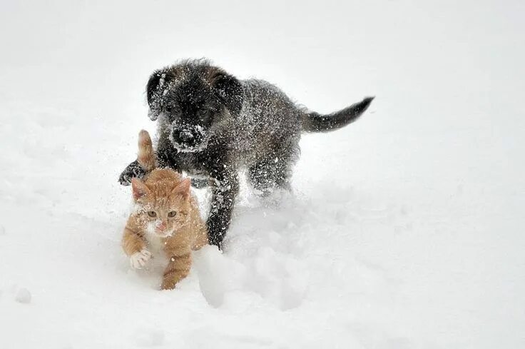 My cat changed her mind. Cute cat memes, Cute cats and dogs, Cat memes