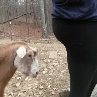 Throat goat
