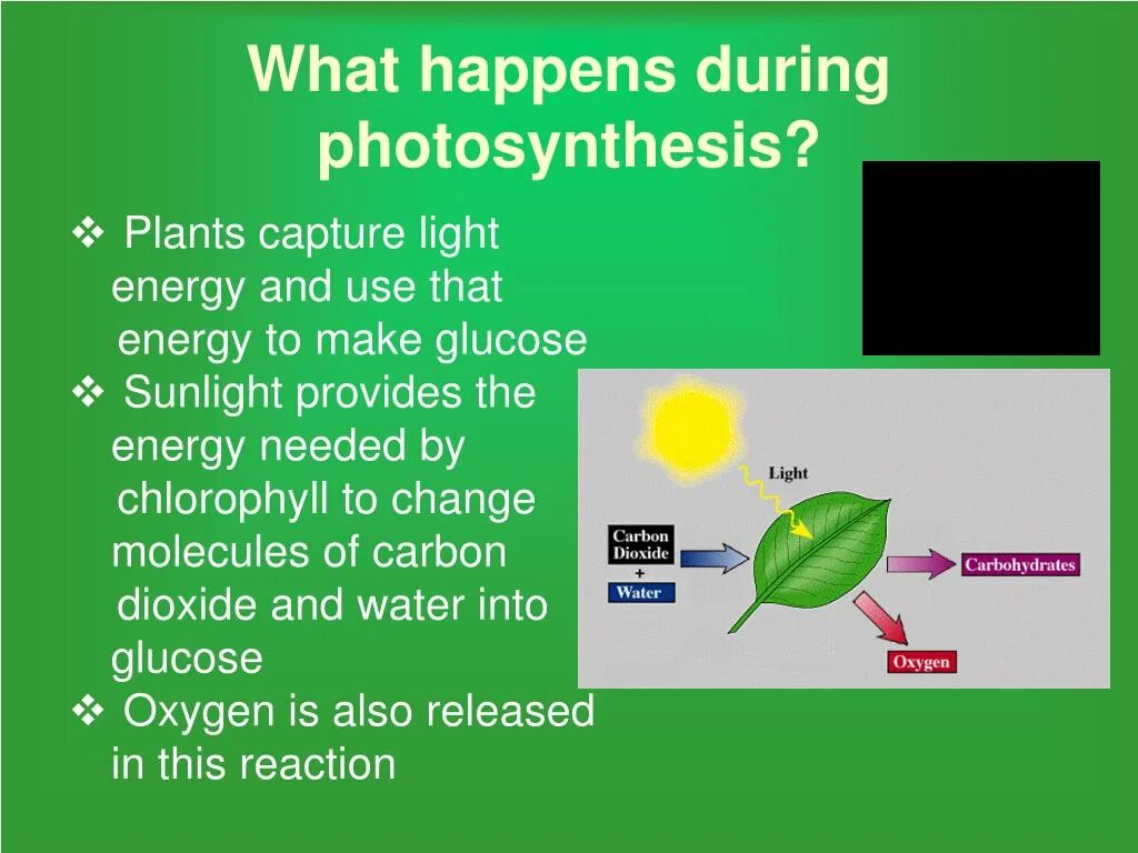 Алоэ фотосинтез. Фотосинтез на английском. What is Photosynthesis. Photosynthesis real.