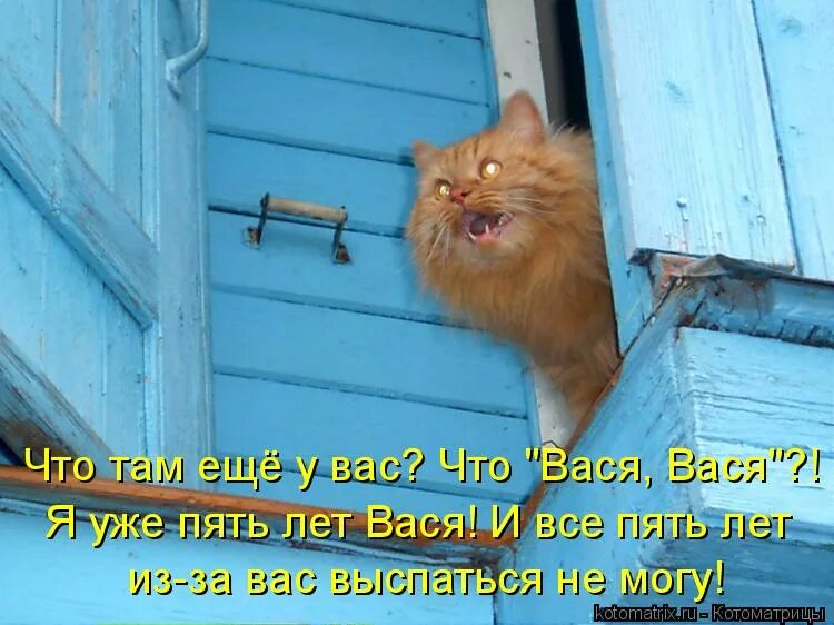 Кот ждет весну. Кот пришел. Забыл что то и вернулся домой