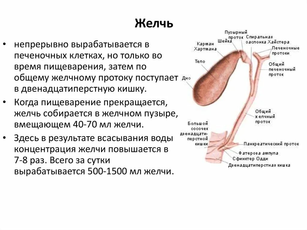 Вырабатывает выделяет желчь. Желчный пузырь вырабатывает желчь. желчь вырабатываемая печенью. желчь вырабатывается в желчном пузыре. желчь вырабатываемая печенью поступает в.