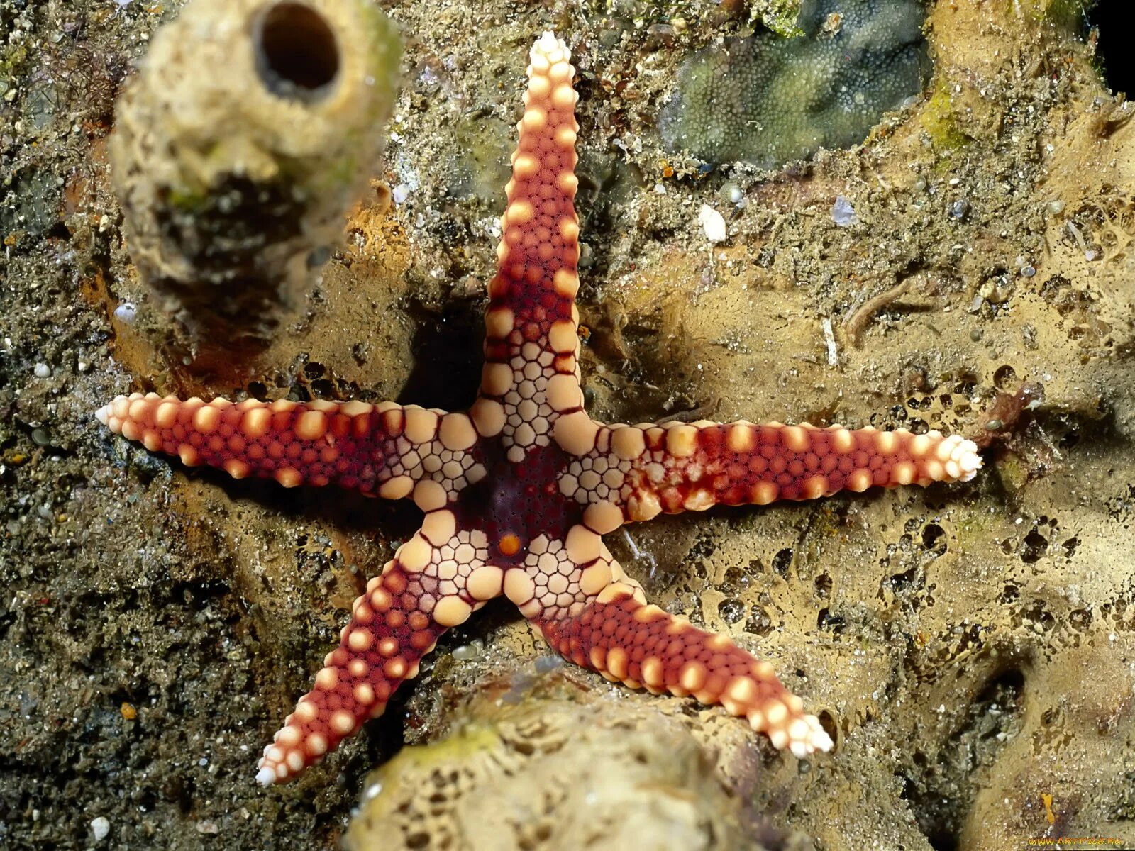 Красный морской обитатель. Синекольчатый осьминог. Морская звезда зернистый кориастер. Морская звезда Хургада. Морские животные морская звезда.