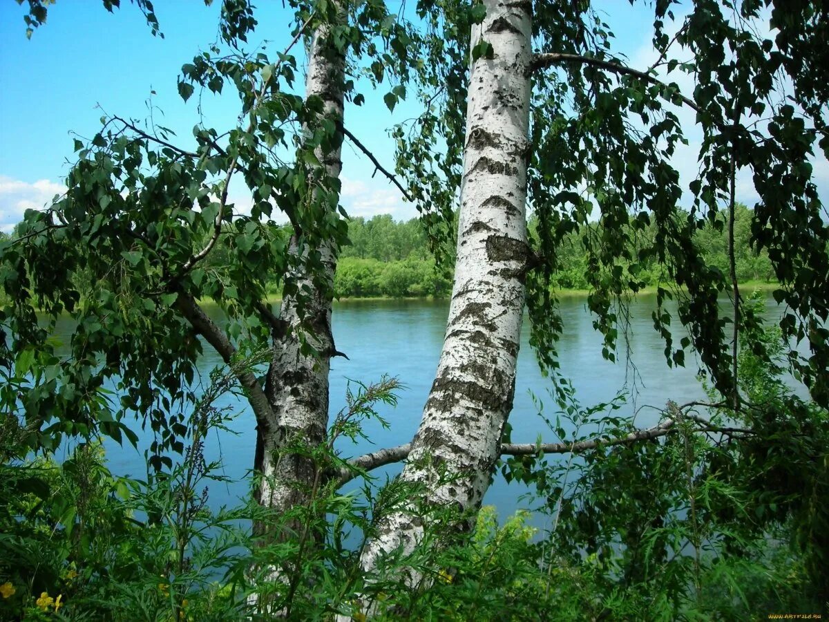 Км березка. Берёза ойковская. Русская природа. Изображение березы. Красивая береза.