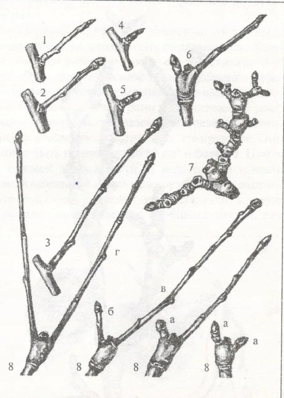 Кольчатки плодушки плодовые почки на груше. Плодовые почки на яблоне. Как выглядят плодовые почки у груши. Кольчатки плодушки плодовые почки на груше. Яблоня строение кольчатка копьеце.