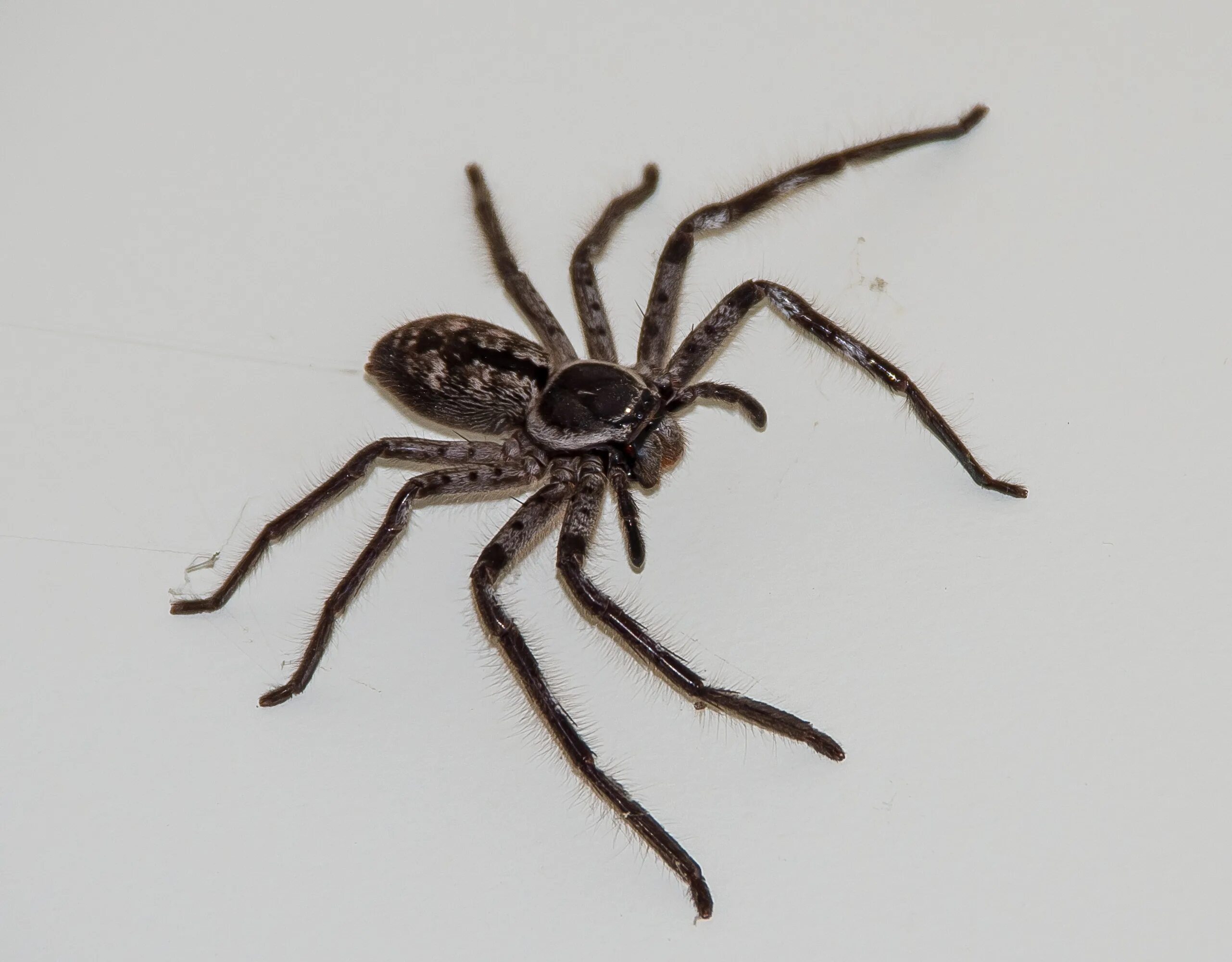Ich eine spinne