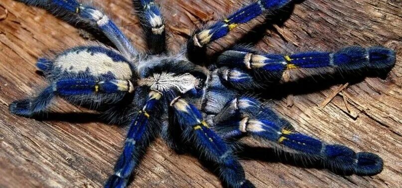 Science & Nature on Twitter Spider, Beautiful bugs, Spider species