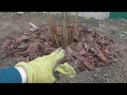 Пересадка сирени осенью на новое место
