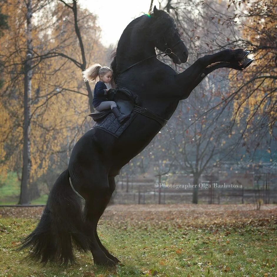Высоко кон. Olga bazhutova фотограф. Фризская лошадь Пинто. Лошадь на дыбы.