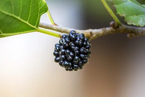 Mulberry перевод