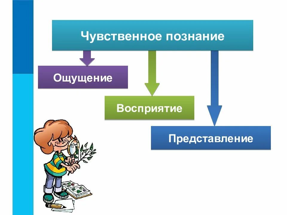 Чувственное познание человека. Методы чувственного познания. Ощущение восприятие представление. Познание презентация.