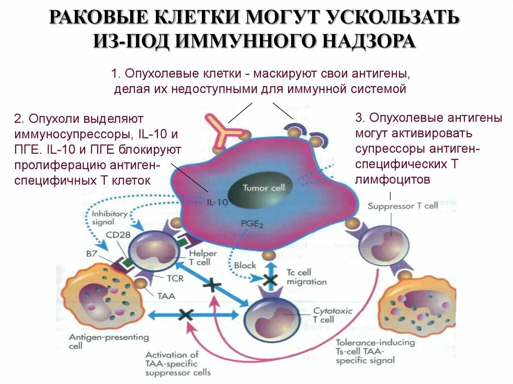 Иммунный контроль. Механизмы ускользания опухолей от иммунного надзора. Механизм избегания опухолями иммунологического надзора. Схема распознавания опухолевых клеток. Раковые опухолевые клетки.