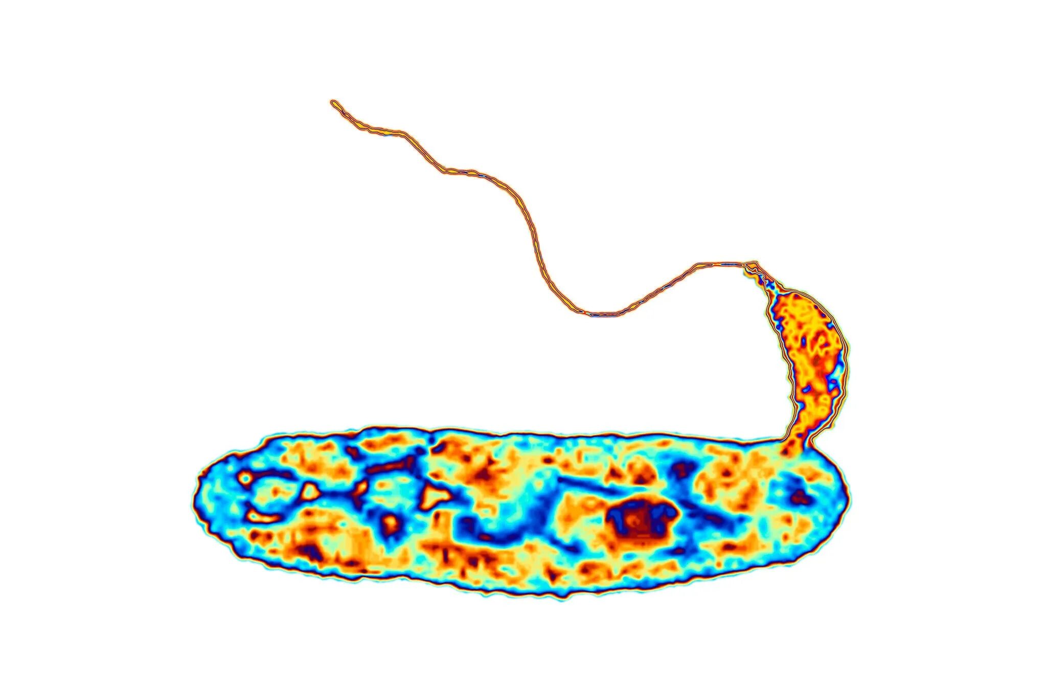 Bdellovibrio bacteriovorus. Вибрион монотрих Bdellovibrio bacteriovorus. Бактерий-паразитов Bdellovibrio bacteriovorus). Жизненный цикл Bdellovibrio bacteriovorus.