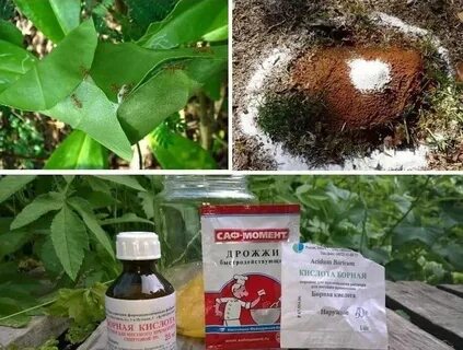 Средство от муравьев в доме борная кислота