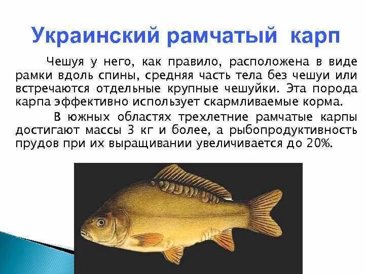 Карп латынь. Черепетский рамчатый карп. украинский чешуйчатый карп. карп без чешуи. украинская порода карпа.