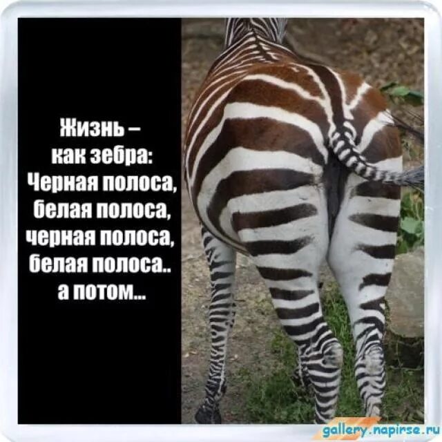 Начнется черная полоса. Полоса черная, полоса белая. Черно белая полоса в жизни. Чёрная и белая полоса в жизни. Жизнь - Зебра полосатая.