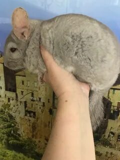 Скока жив