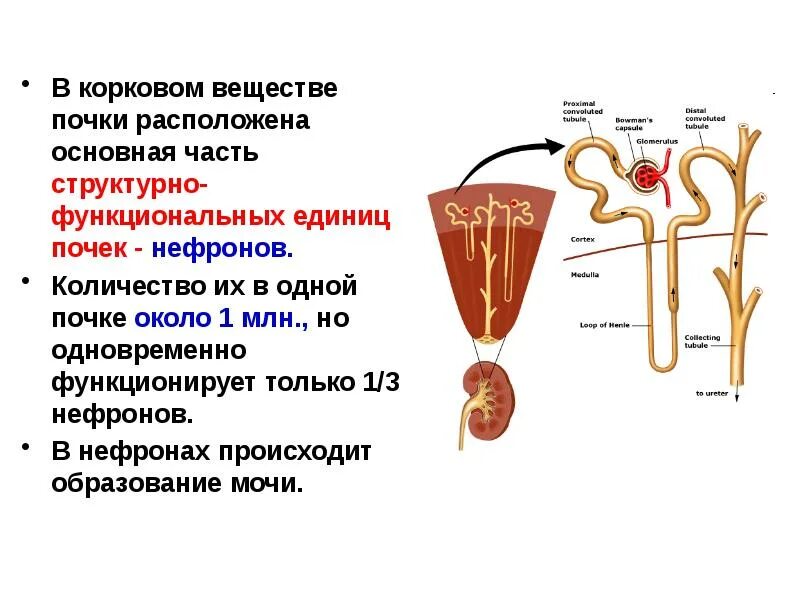 В почке содержится нефронов. Корковое вещество почки нефрон. Структура коркового вещества почки. Мочевыделительная система человека строение нефрона. Строение коркового и мозгового вещества почки нефрон.