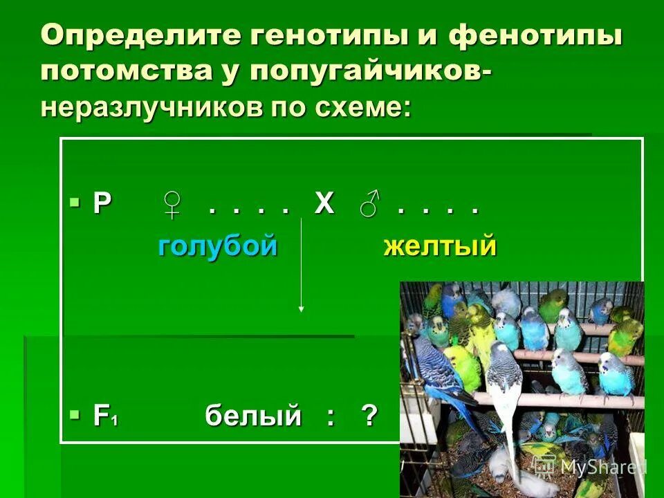 Как определить генотип и фенотип потомства. Фенотип потомства. Организм, в генотипе которого есть два альтернативных Гена.