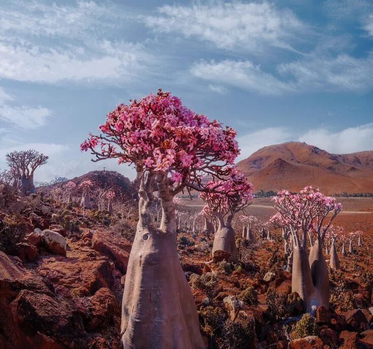 Wanna Go To Socotra? Socotra, Cool places to visit, Yemen