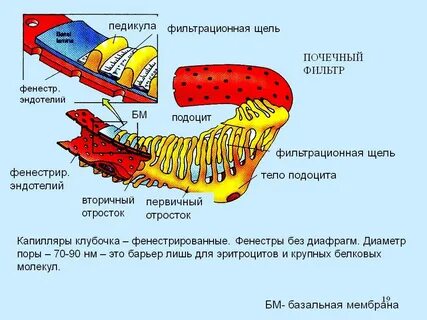 Почечная мембрана