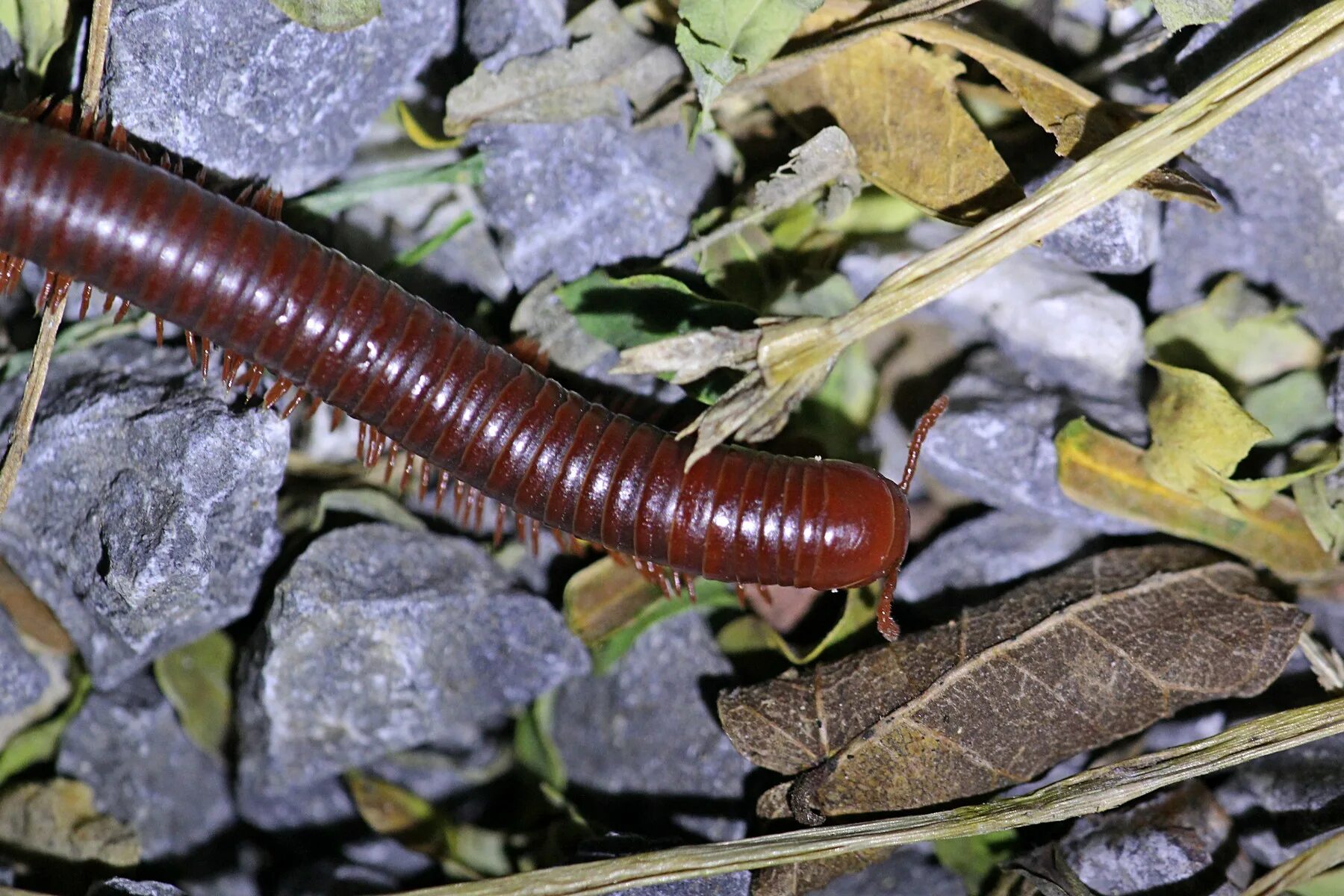 Гигантский кивсяк Archispirostreptus Gigas. Кивсяк Крымский. Кивсяк крапчатый.