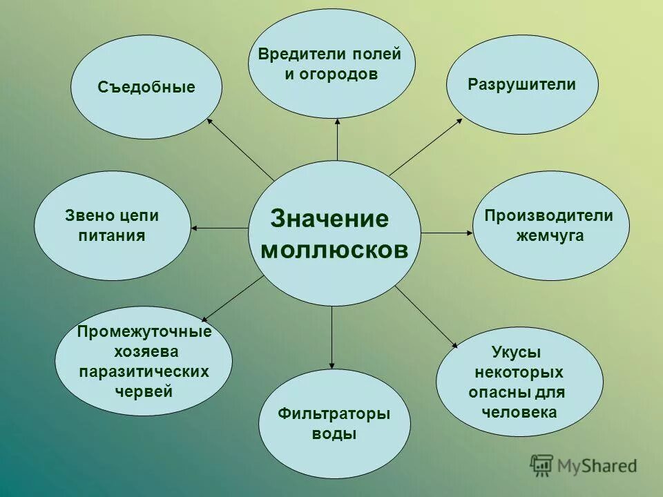 Кластер на тему грибы. Кластер по теме бактерии. Значение животных в жизни чел. Что такое кластер в биологии 6 класс. Кластер на тему бактерии.