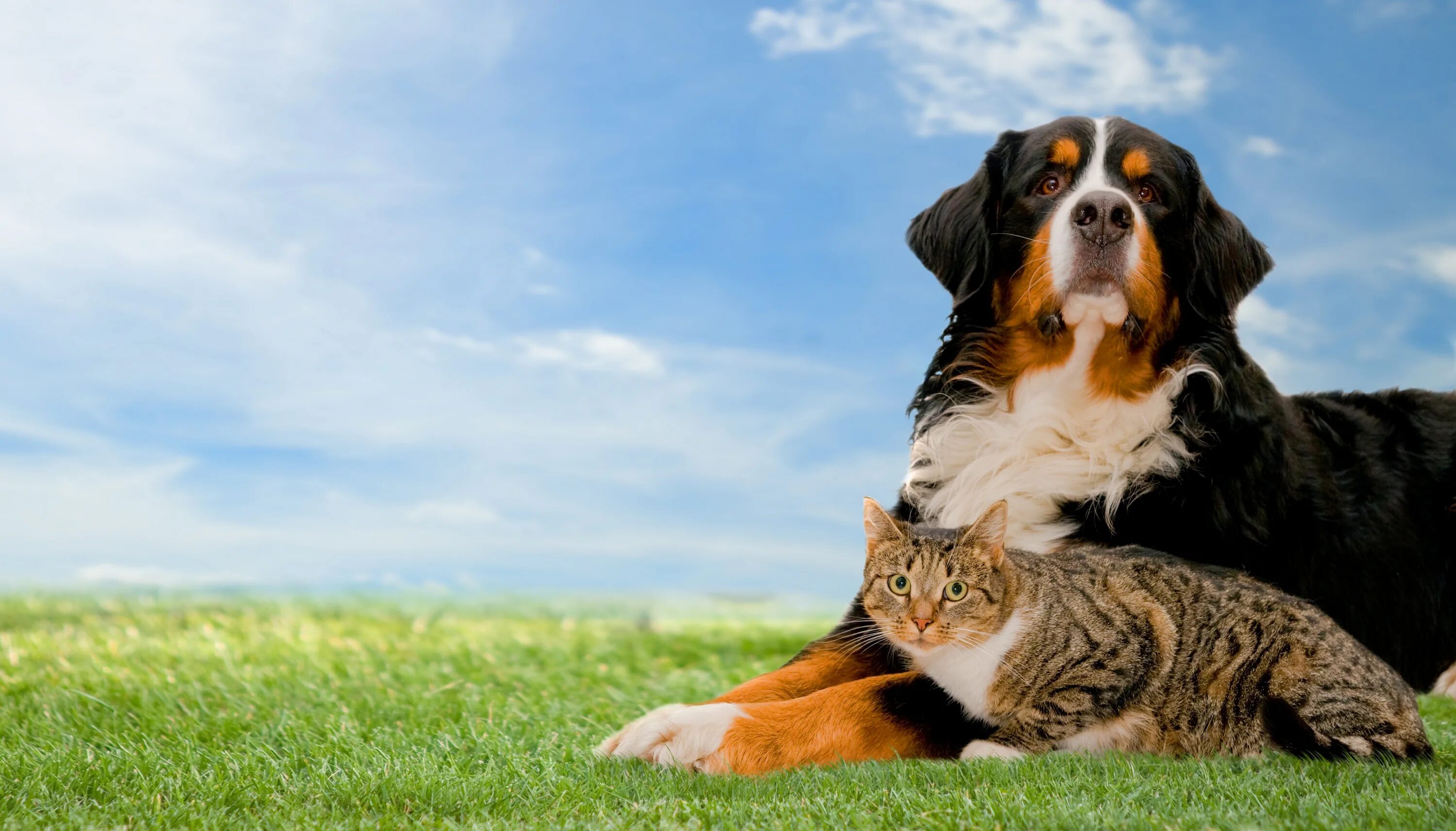 Породы животных кошек и собак. Кошки и собаки. Красивые собаки. Собака и кошка вместе. Фон животные.