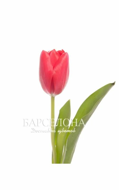 тюльпаны поштучно