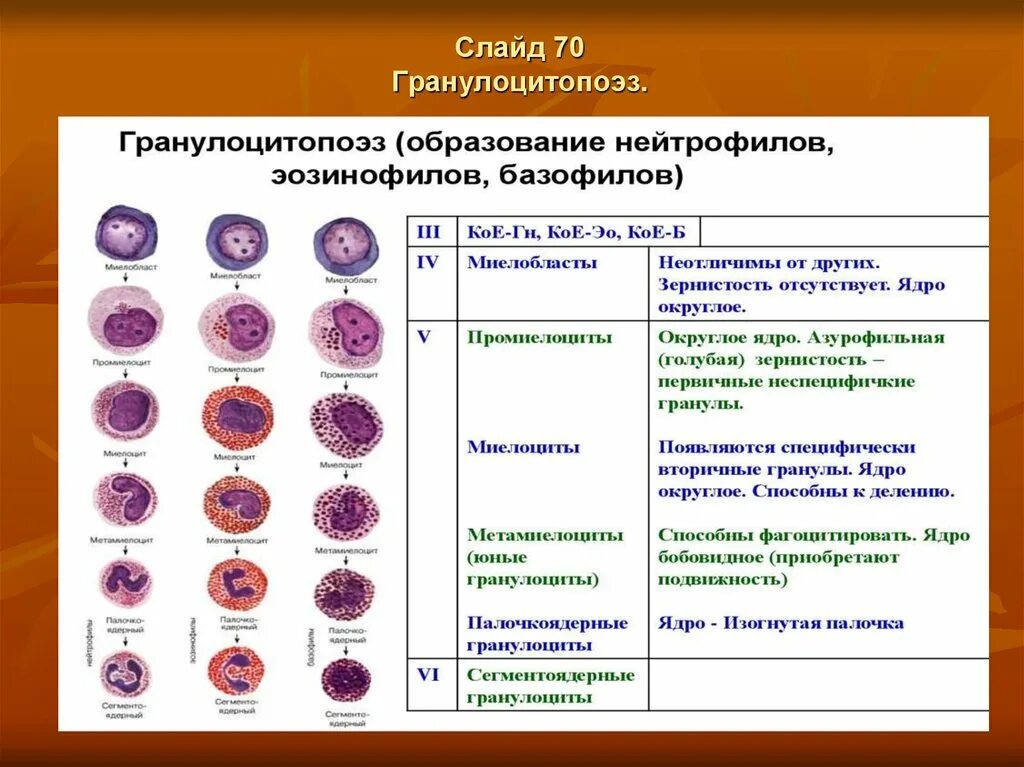 Зрелость клеток. Гранулоцитопоэз эозинофильный. Нейтрофилы миелоциты. Гемопоэз гранулоциты. Лейкоциты гранулоциты гранулоцитопоэз.