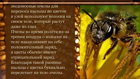 Интересное о пчелах