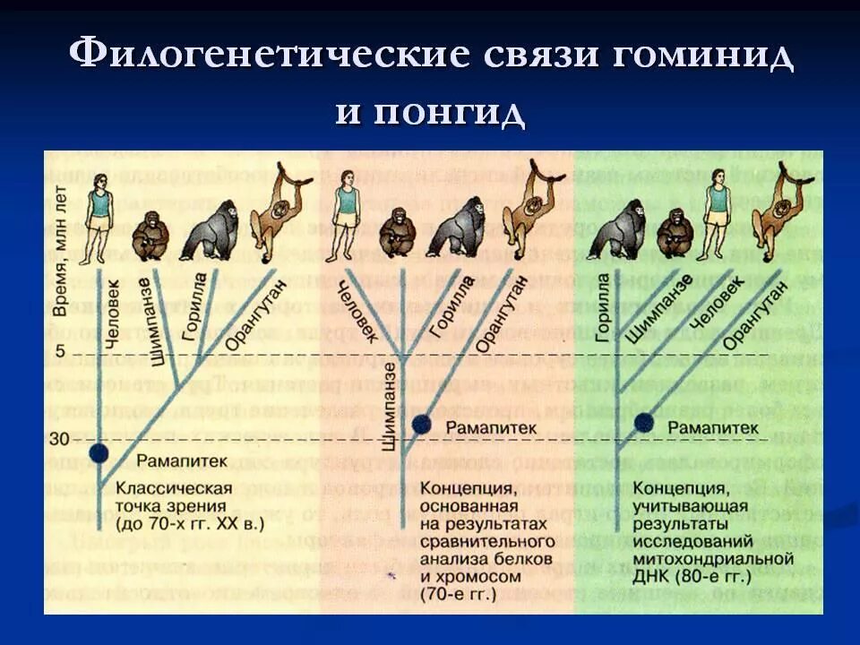 Филогенез является. Схема эволюции развития человека. Филогенетическое Древо гоминид. Эволюционное Древо понгид и гоминид. Эволюционное Древо приматов и человека.