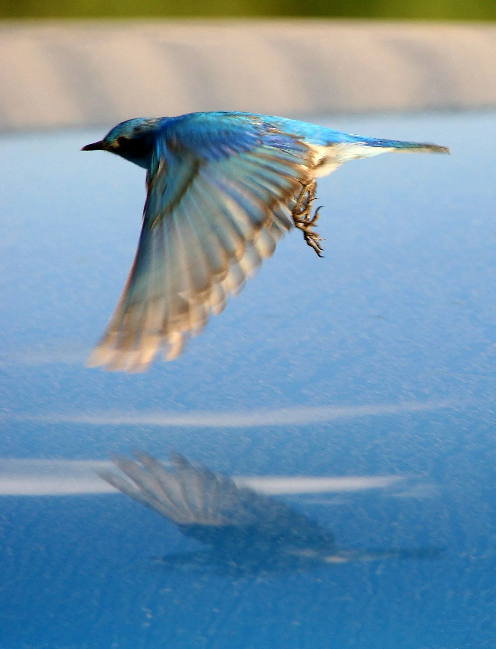 Полёт птиц. Кречет в полете. Птица в полете. Чайка минимализм. Птица в полёте.