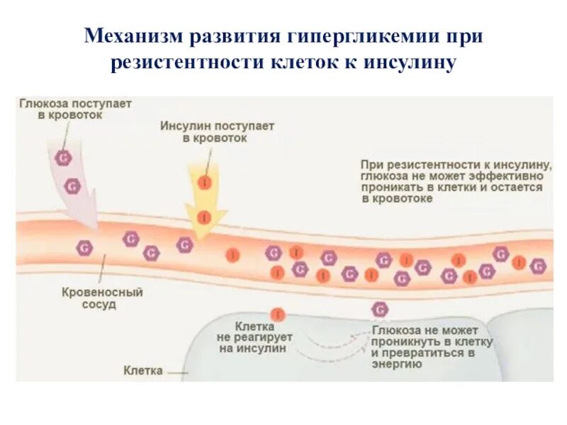 Механизм возникновения гипергликемии. Резистентность клеток к инсулину. Инсулиновая резистентность сосуды. Регуляция гипергликемии инсулина. Симптомы резистентности