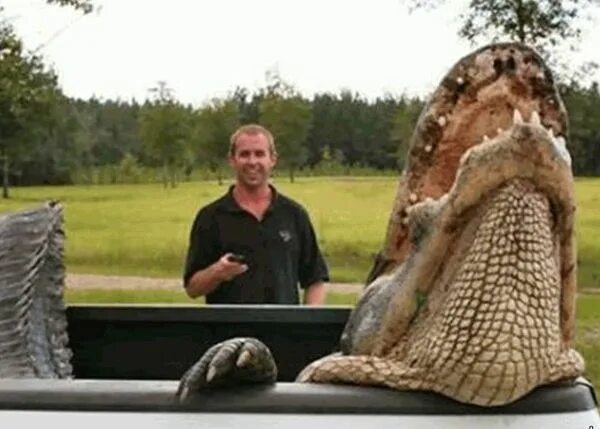 5 метровый. Самые большие пойманные крокодилы в мире.