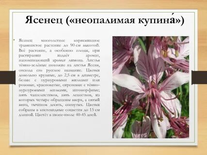 Купина сторис