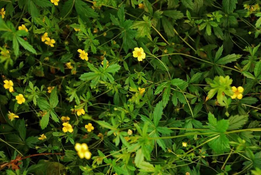 Калган лечебные. Калган лечебные. Лапчатка травянистая. Лапчатка лесная калган. Лапчатка прямостоячая калган.